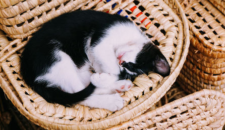 Why Pet Meetups Can Be Great Networking Opportunities