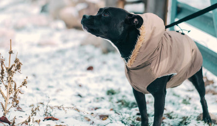 When is it okay to use a harness on your dog?