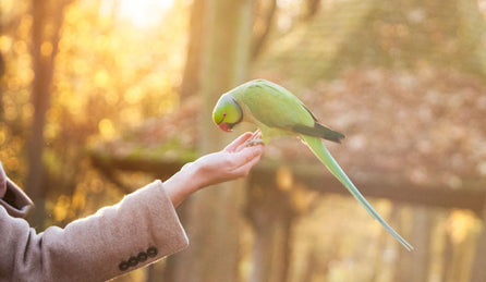 Facts About The Pet Trade You Probably Don't Know