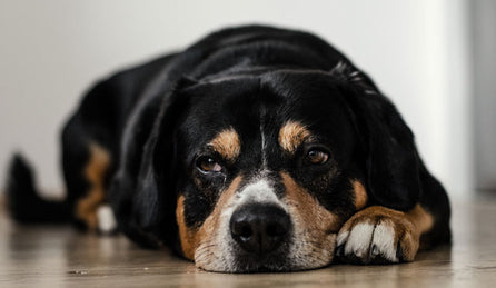 Spotting a change in your dog’s behaviour